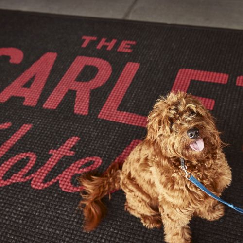 A curly-haired dog wearing a blue leash sits on a black mat with big red letters reading &ldquo;THE,&rdquo; looking at the camera.