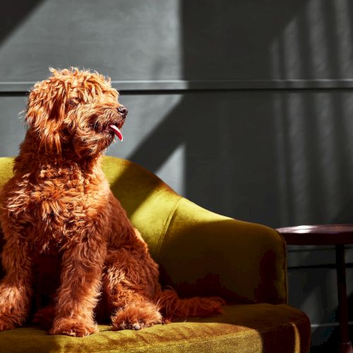 A fluffy brown dog sits on a green couch, looking toward the side, with a small drink on a table nearby.