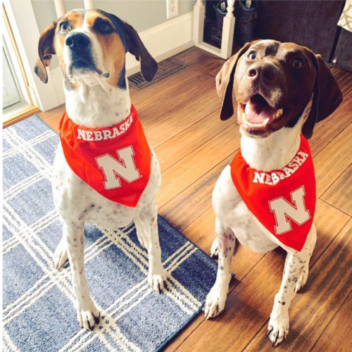 Two dogs wearing red Nebraska shirts sit on a wooden floor, one with tongue out, both looking at the camera.