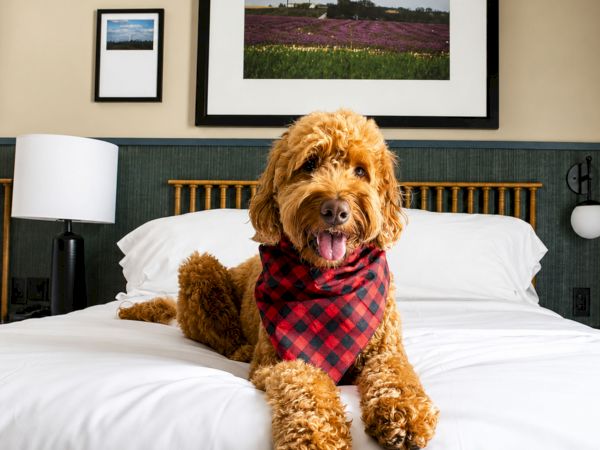 A fluffy golden dog wearing a red plaid bandana lounges on a hotel bed, with framed photos on the wall behind it.